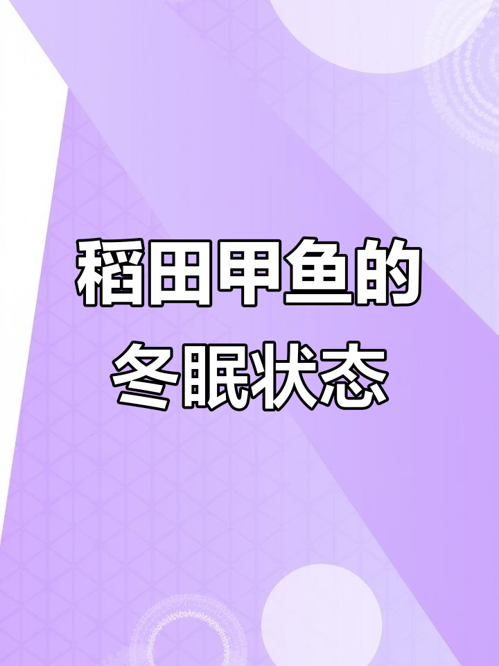稻田甲鱼冬眠实拍,看看它们如何度过寒冷的季节