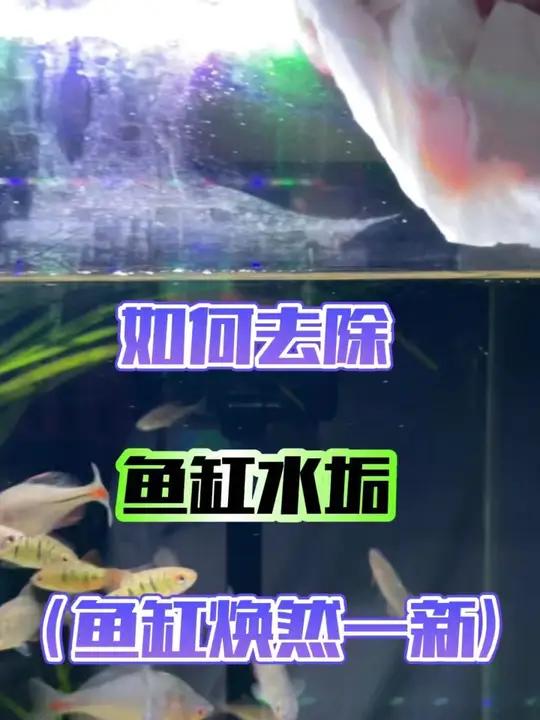 鱼缸水垢如何有效去除,刮藻刀可打湿在擦效果更好!另外一个就是用除垢剂。两种方法基本都可以有
