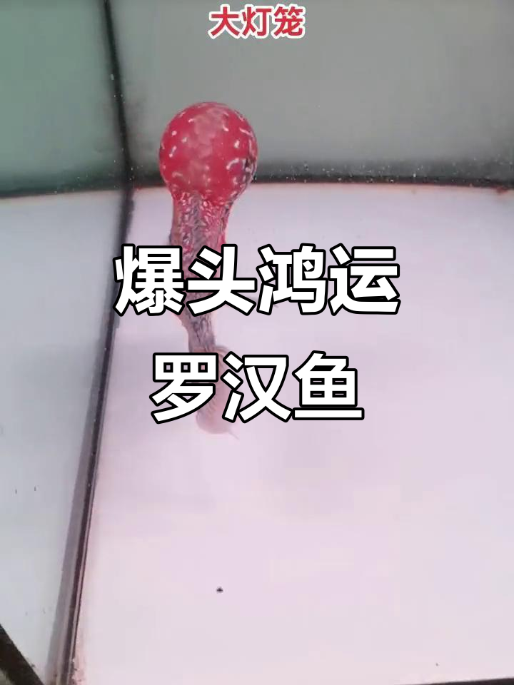 罗汉鱼爆头瞬间,好运连连