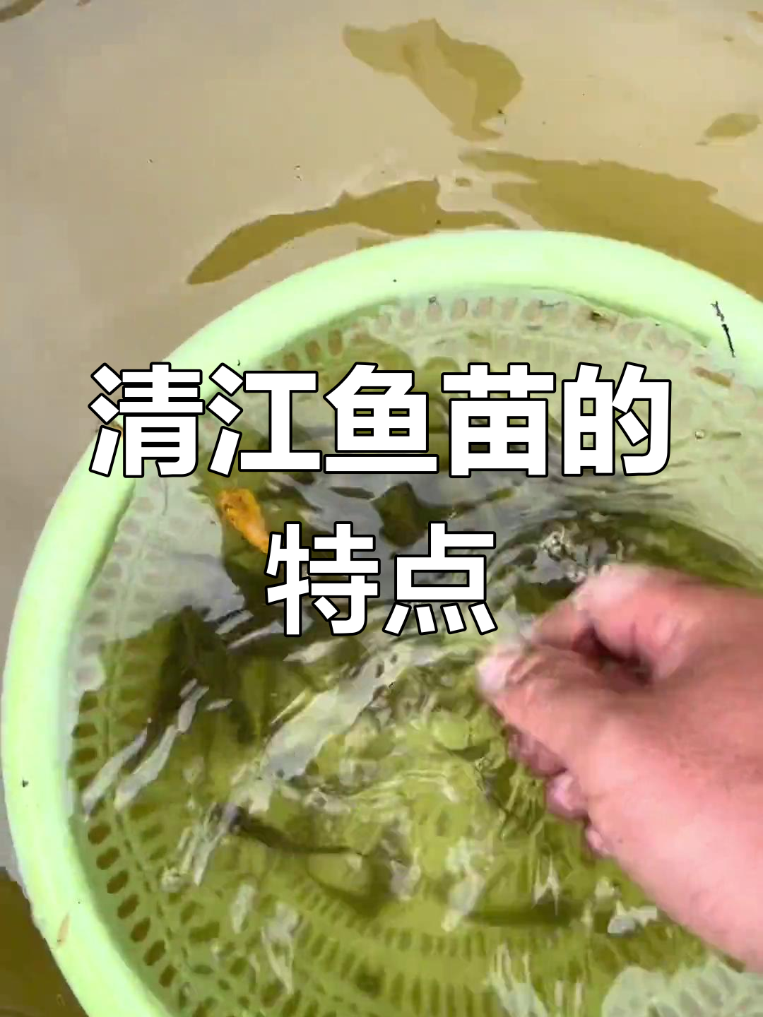 叉尾鮰鱼苗:清江鱼的独特斑点与鲜嫩肉质