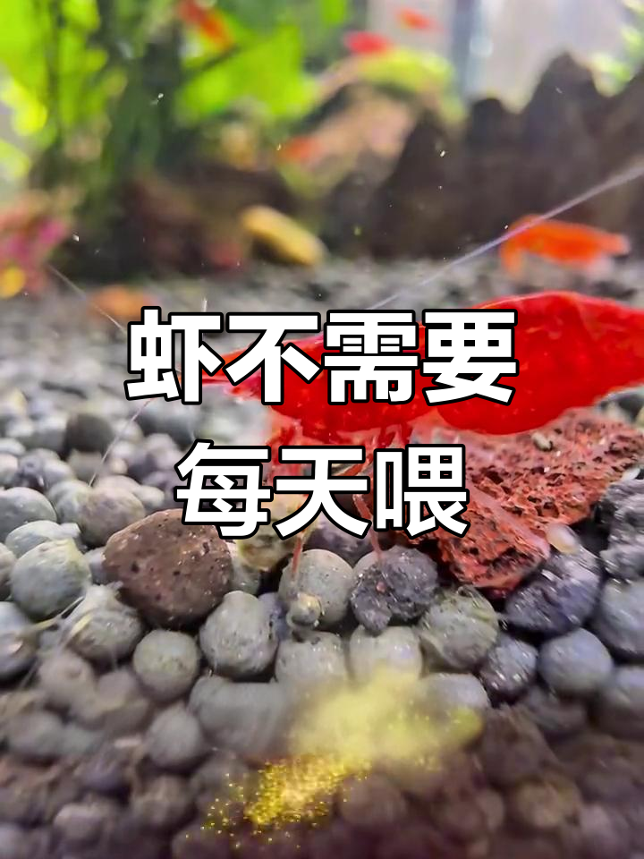 观赏虾食量不大,不用天天喂
