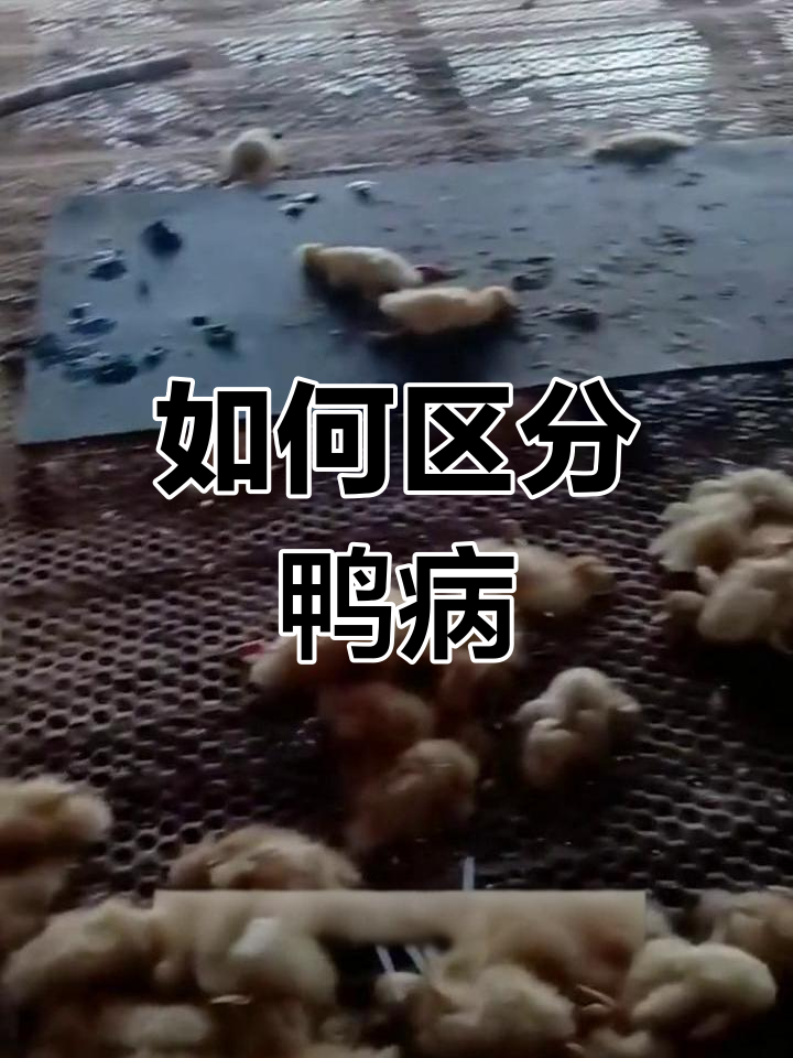 鸭子浆膜炎与感冒的区别,如何判断?
