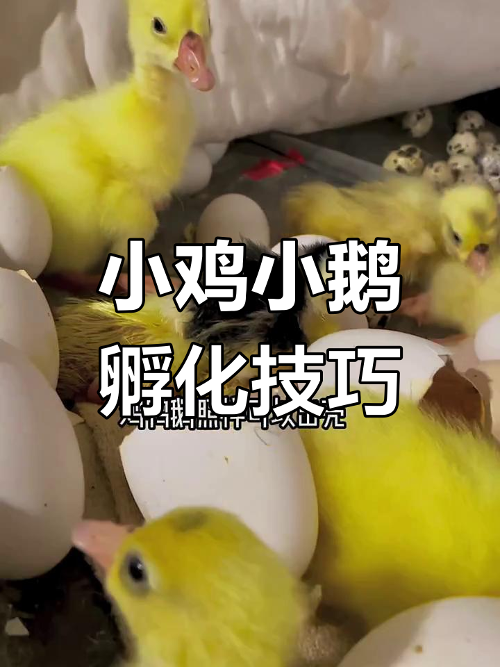 温度控制得好,小鸡小鹅出壳更顺利