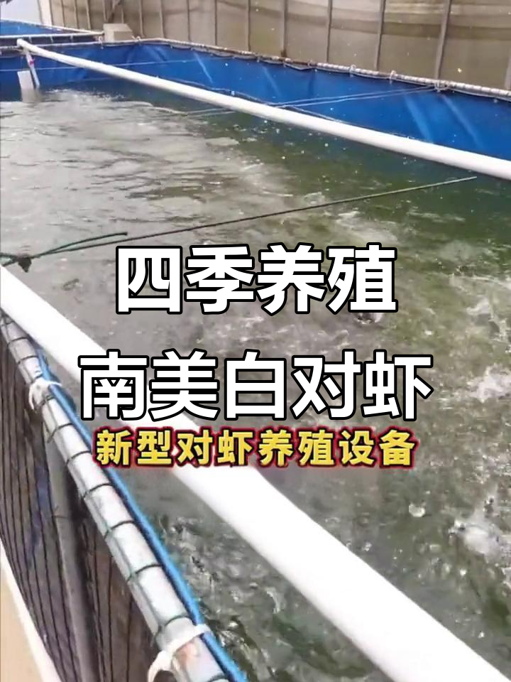 四季常养南美白对虾,室内温棚轻松搞定