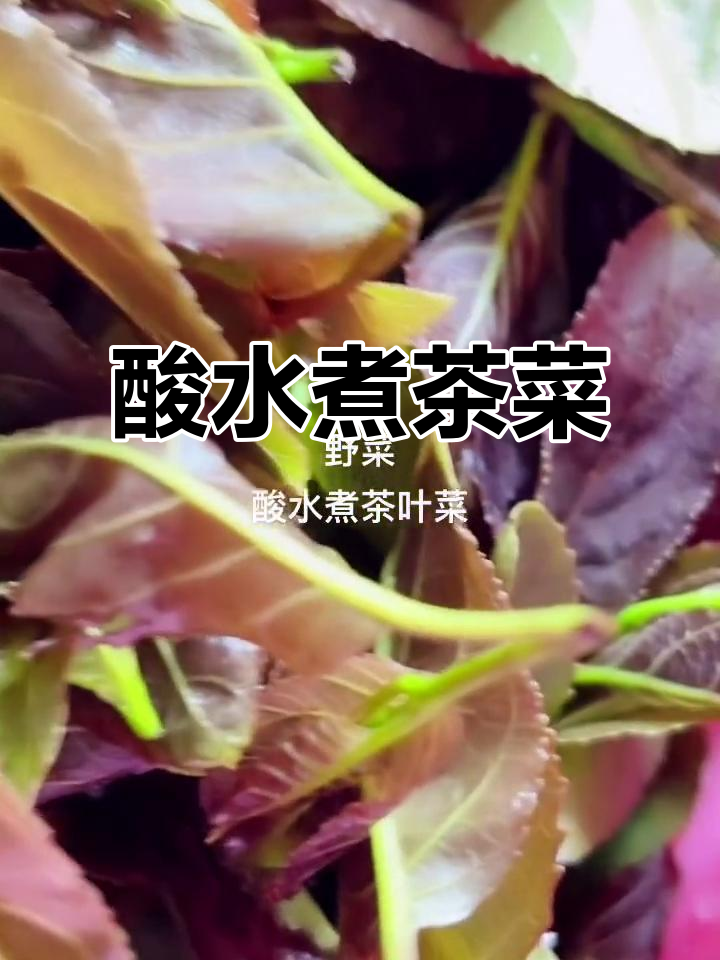 春天的味道：酸水煮茶叶菜，少数民族风味大揭秘