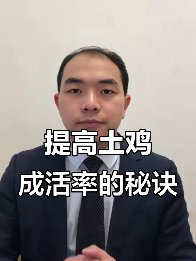 保证土鸡成活率的关键:选对苗商和温度控制