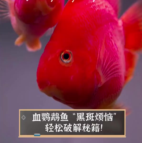 血鹦鹉鱼“黑斑烦恼”,轻松破解秘籍!