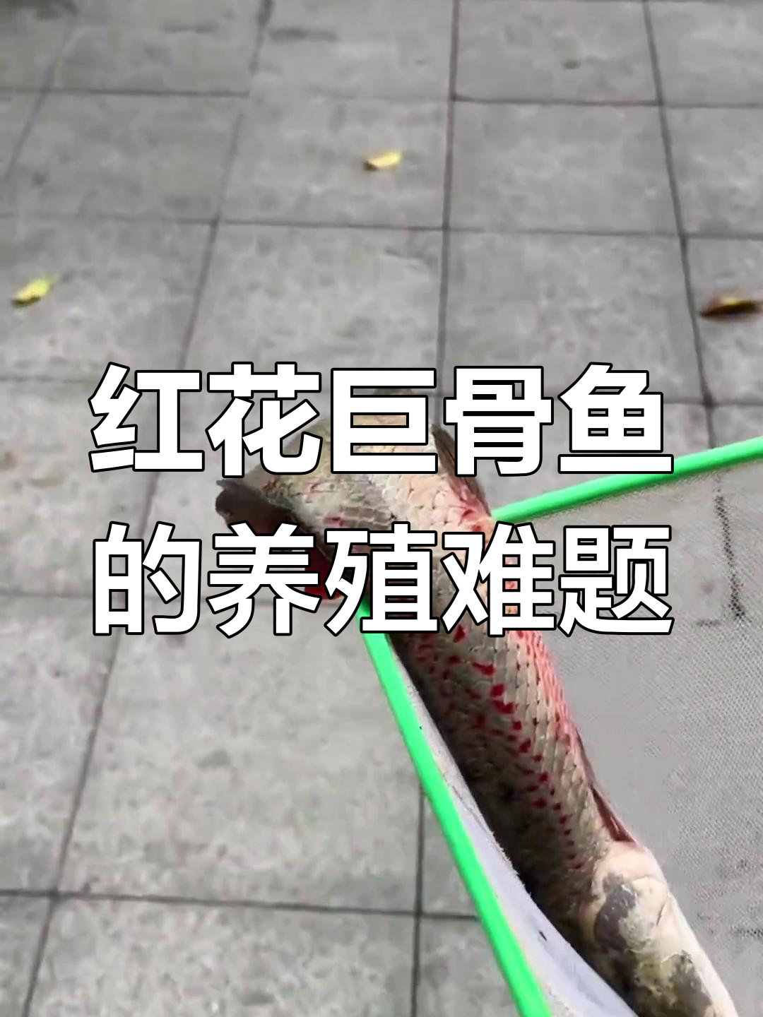 红花巨骨鱼为何难养?品相越好越容易死