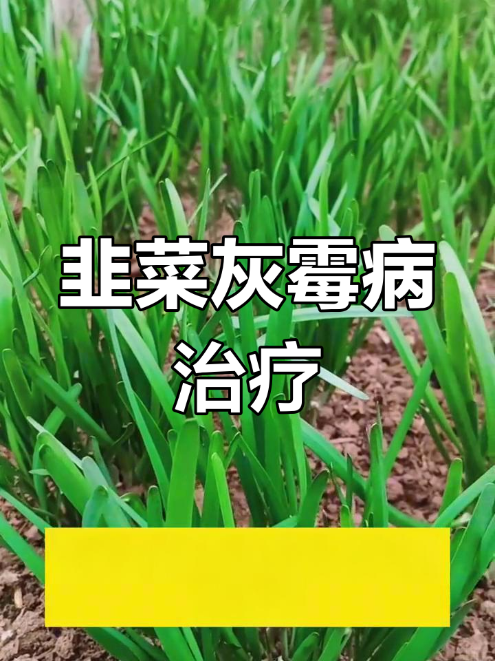 韭菜灰霉病防治方法,喷药效果好