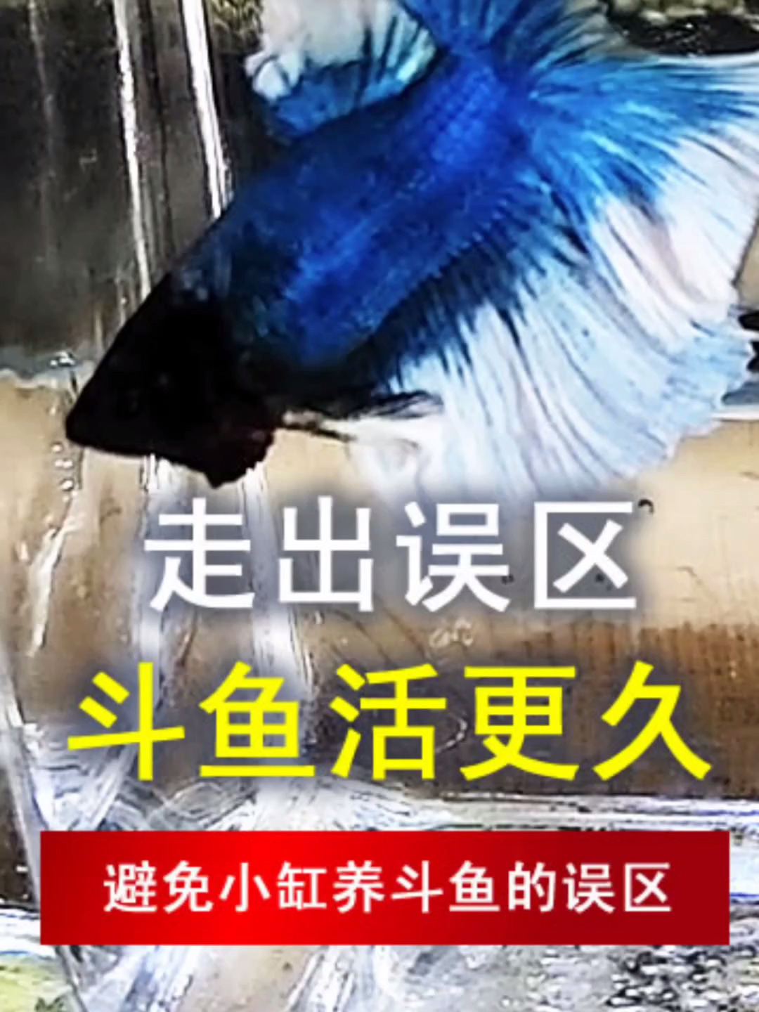 斗鱼小缸大缸都能养,但是要注意的事情很多