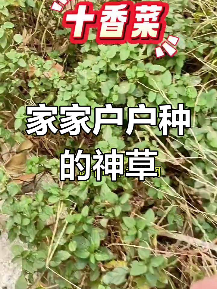 河南十香菜,香气扑鼻的独特味道
