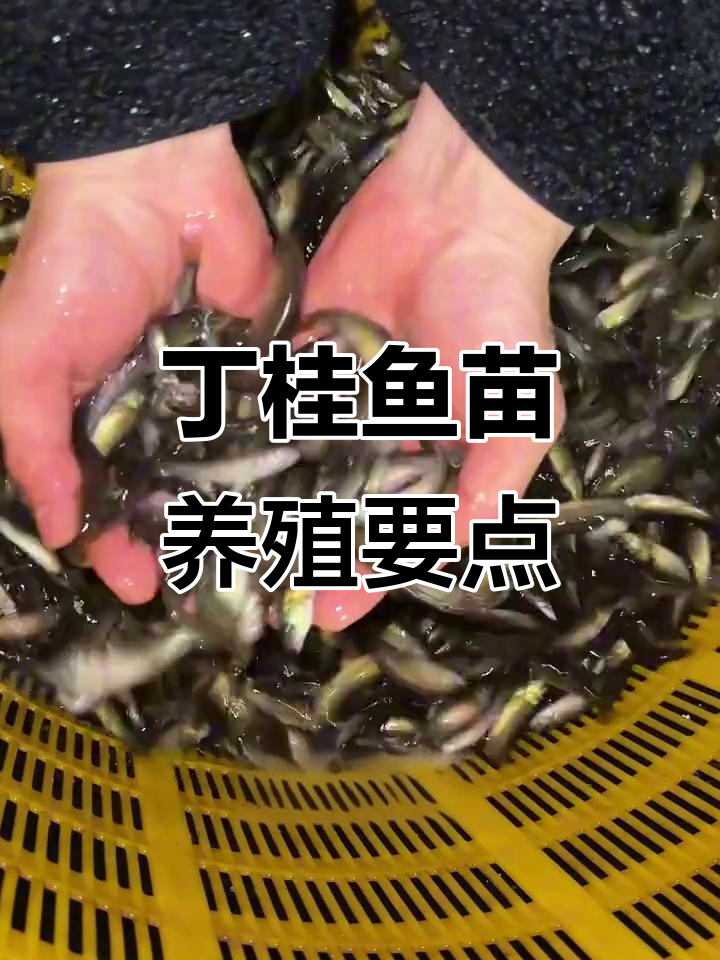 丁桂鱼苗养殖技巧：饲料投喂与生长速度解析