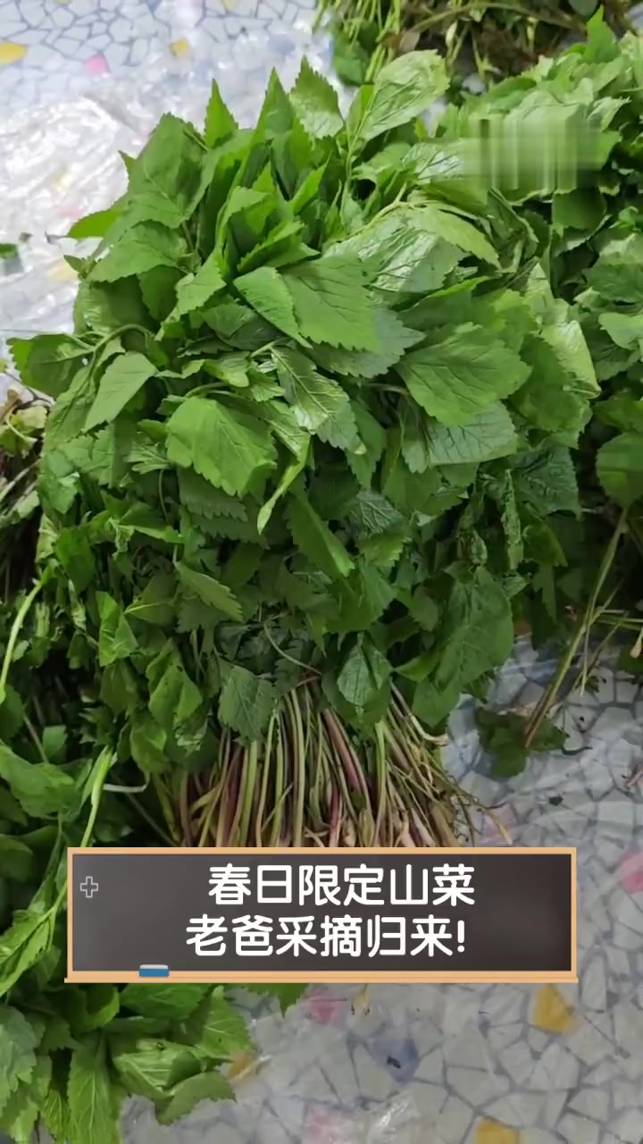 春日限定山菜,老爸采摘归来!