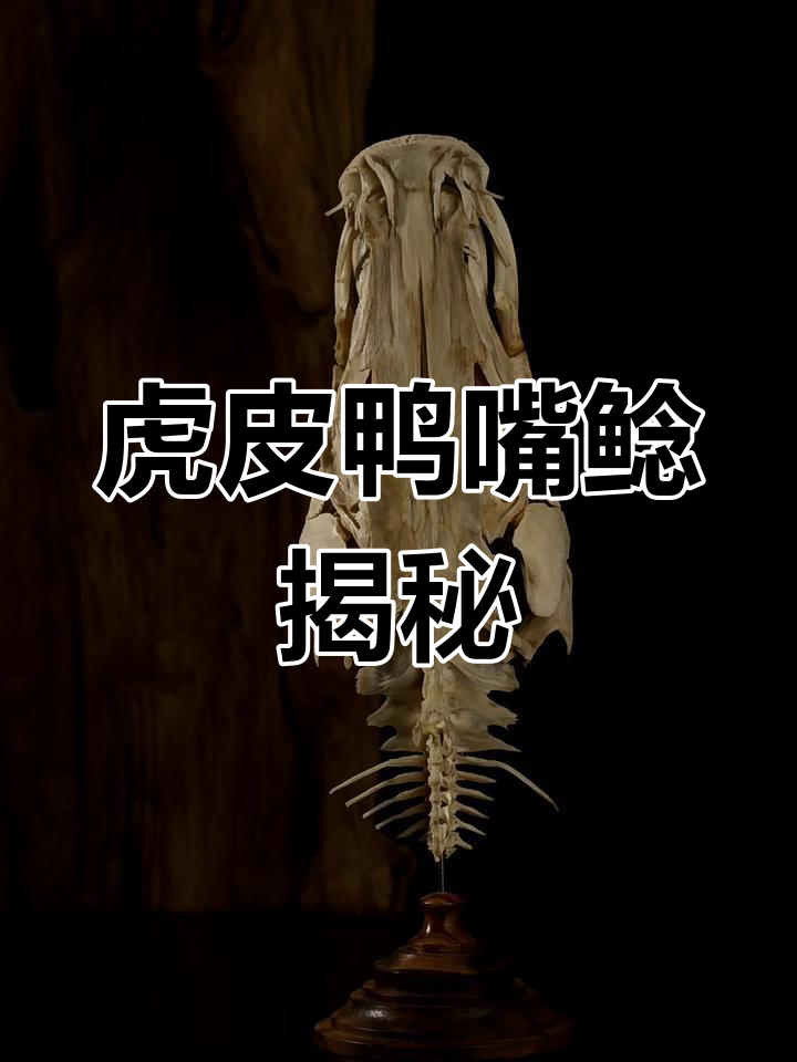 虎皮鸭嘴鲶:独特外貌与神秘习性