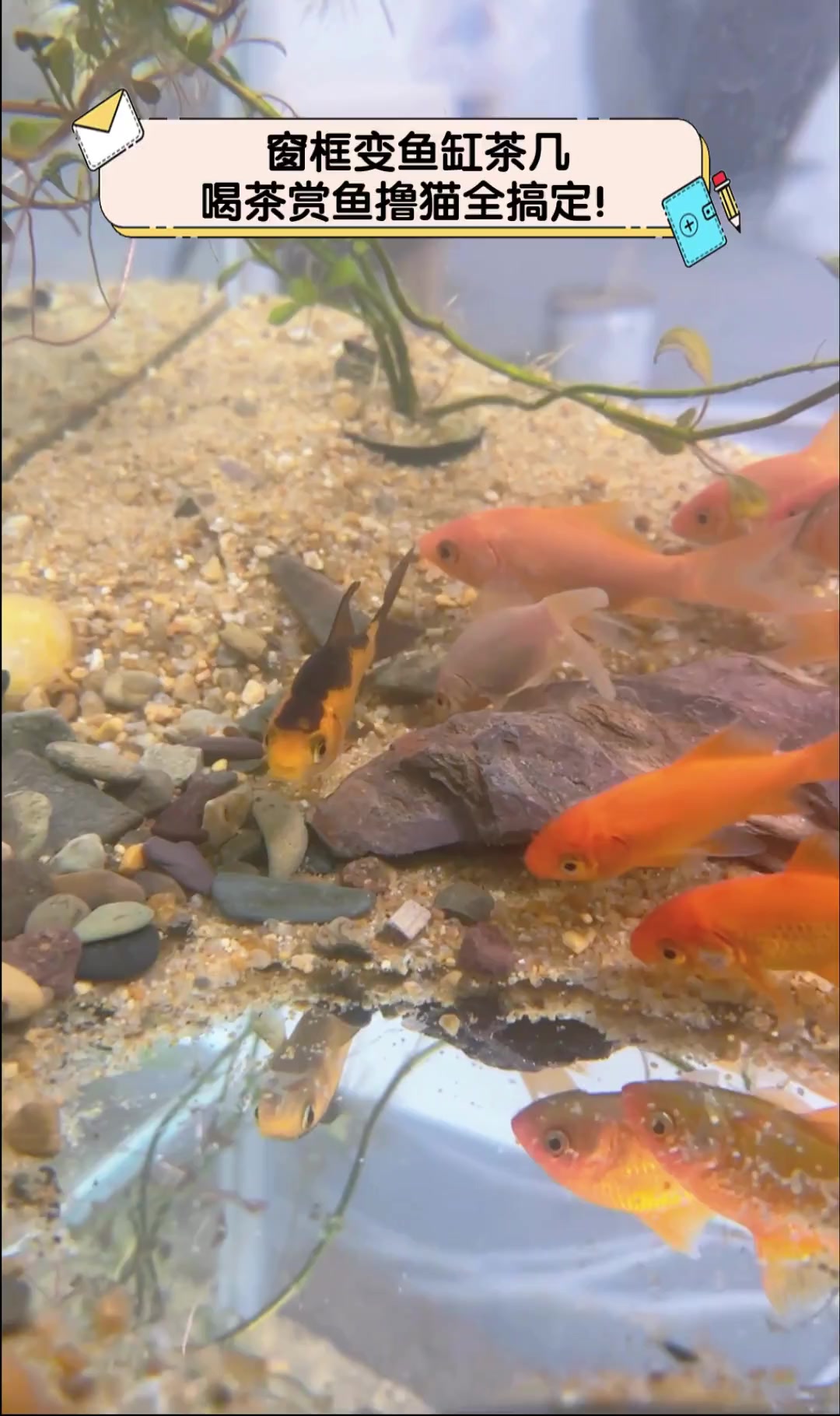 窗框变鱼缸茶几,喝茶赏鱼撸猫全搞定!