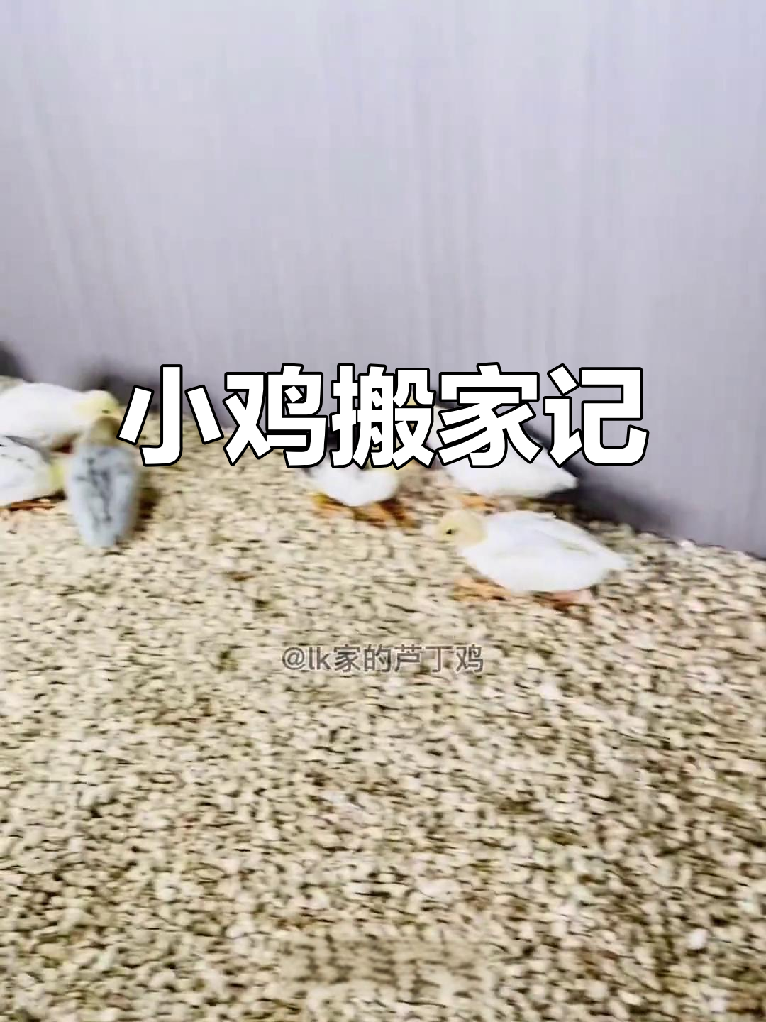 小鸡新家大改造,四层笼子让它们更舒适