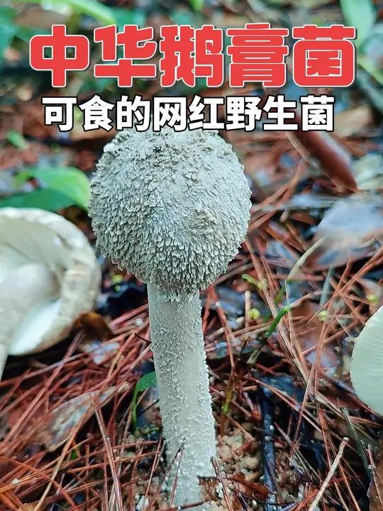 中华鹅膏菌 可食的网红野生菌