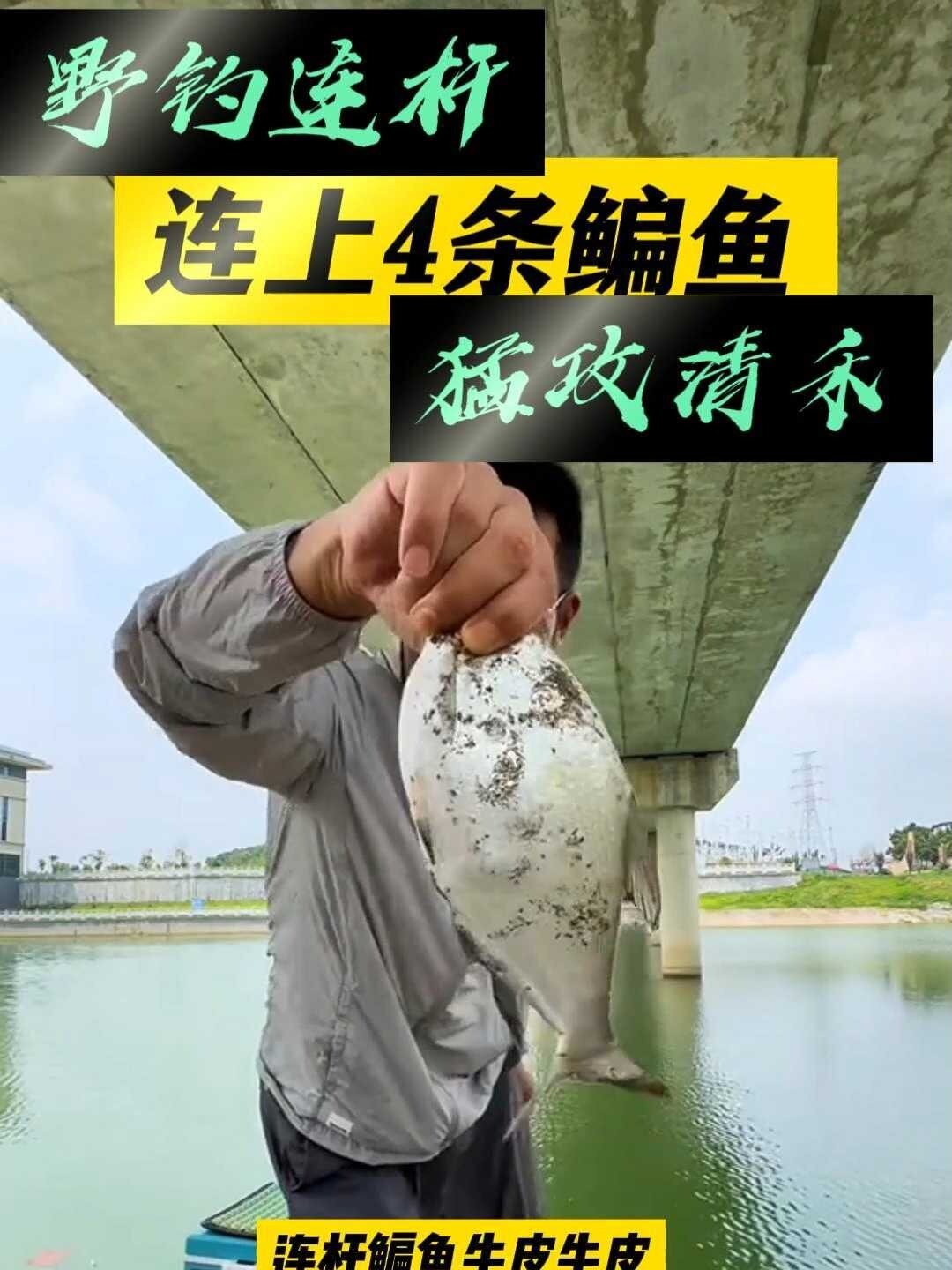 巴掌大的野生鳊鱼,过瘾