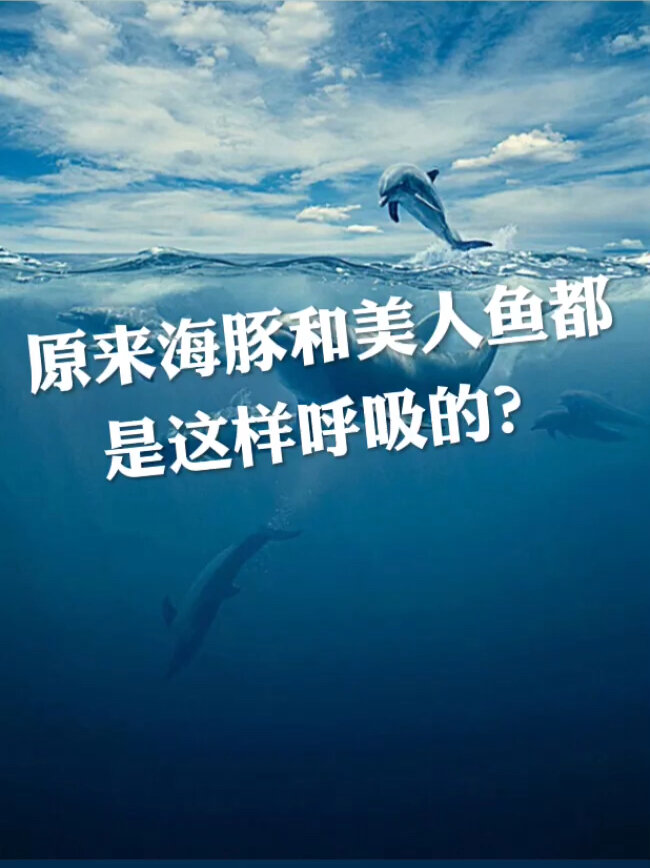 原来海豚和美人鱼都是这样呼吸的!