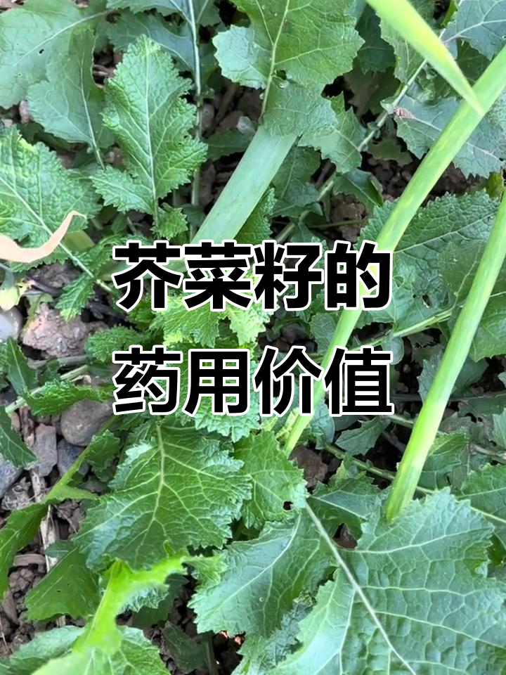 芥菜籽的神奇治病作用,你了解吗?