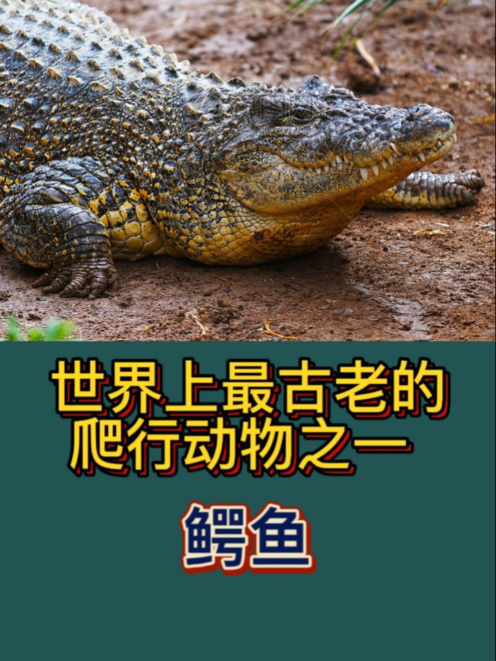 鳄鱼的简单介绍