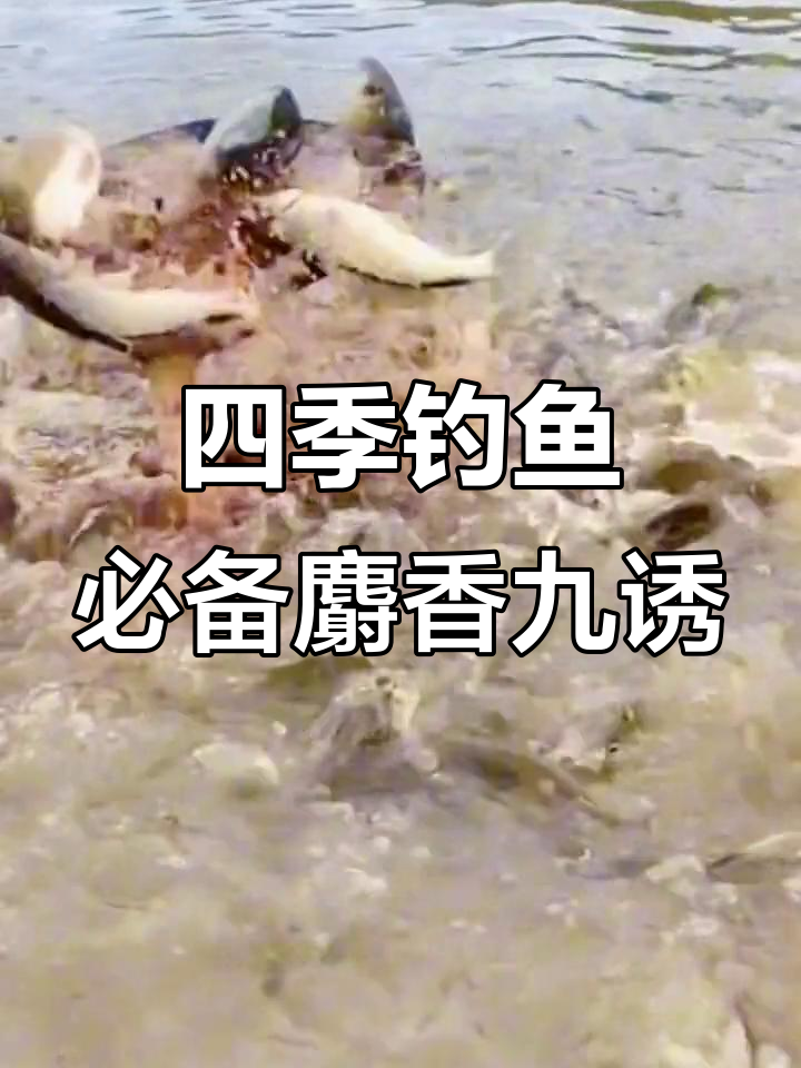 四季通用麝香九诱鱼剂，黑坑野钓必备神器