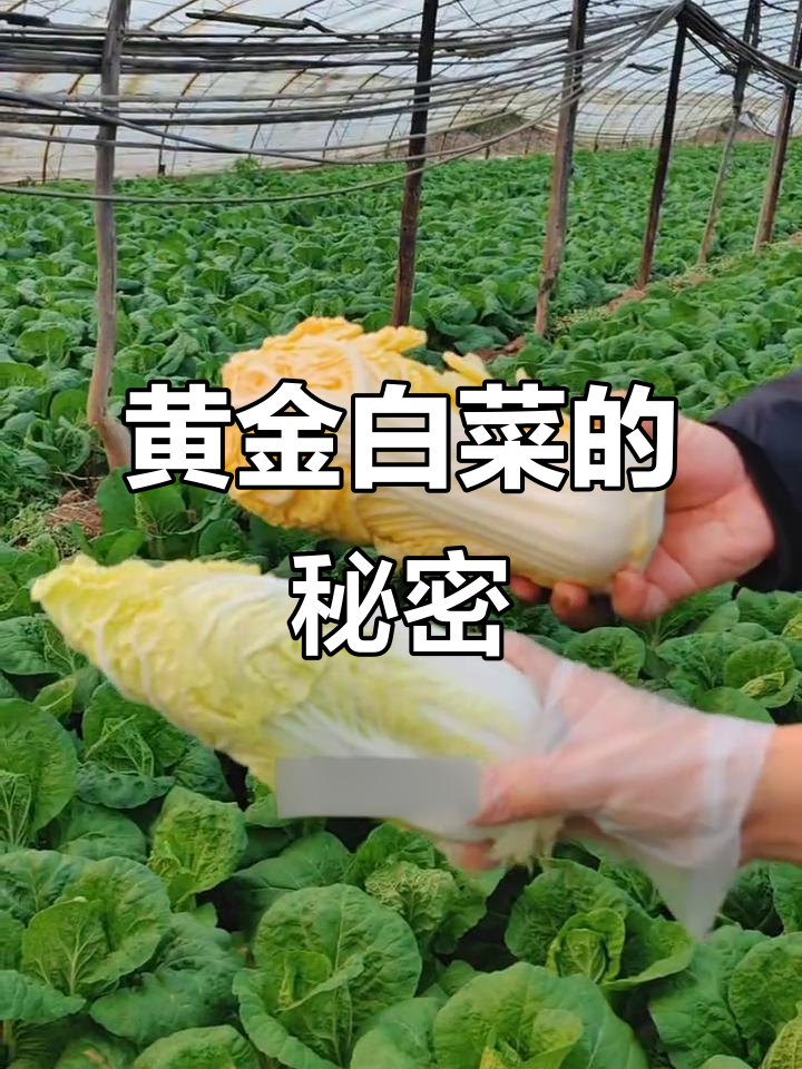 黄金白菜与黄心白菜大不同,橘红色更诱人