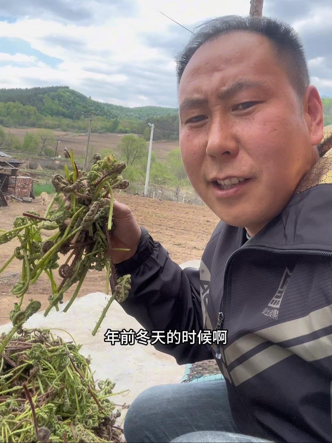 上山采点野菜,冬天干反季菜的卖40多一斤,太贵,现在应季就值几块钱 优质农产品 山野菜