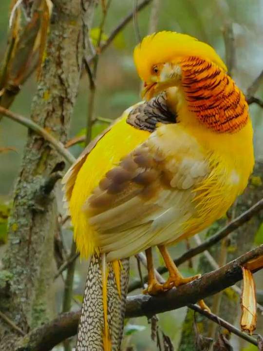 分享各种品种的鸡，你知道哪些能吃吗？