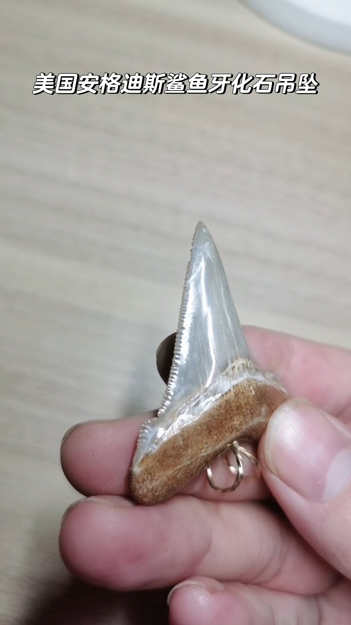 美国产安格迪斯鱼牙化石吊坠