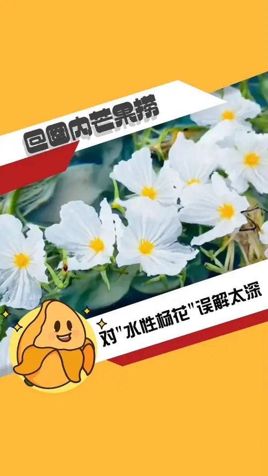 莫奈笔触坠入人间！海菜花的诗意画卷