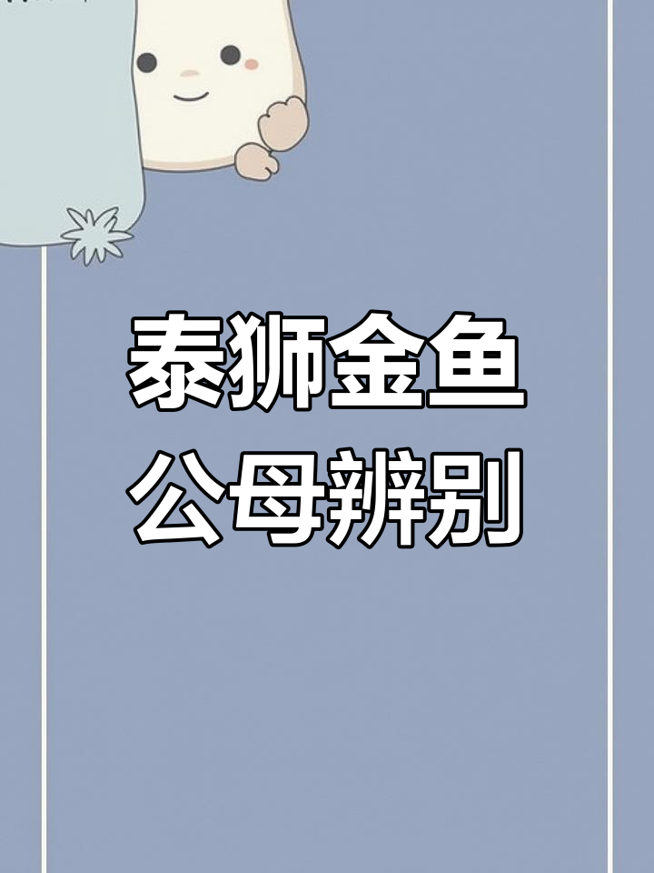 如何区分泰狮金鱼的公母？看这些关键特征