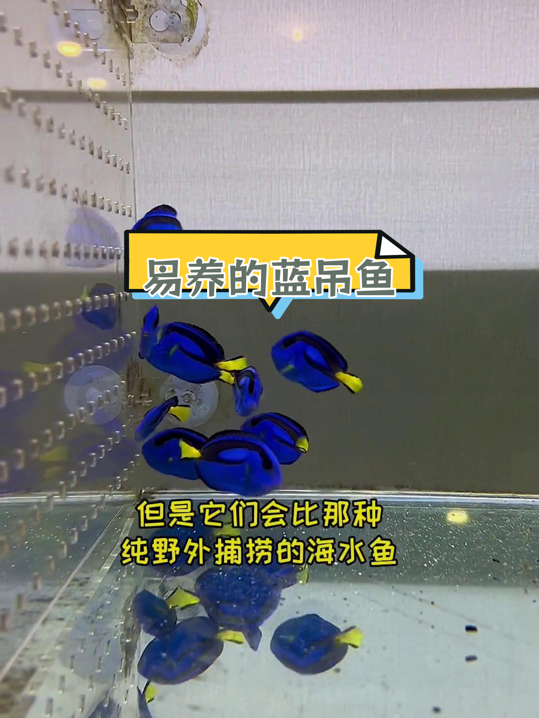 蓝吊鱼:人工与野生的中间状态,轻松饲养