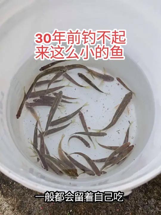 老家的河,30年前钓不起来这么小的鱼,30年后的今天只能钓起来这么大的鱼了!户外钓鱼野钓钓