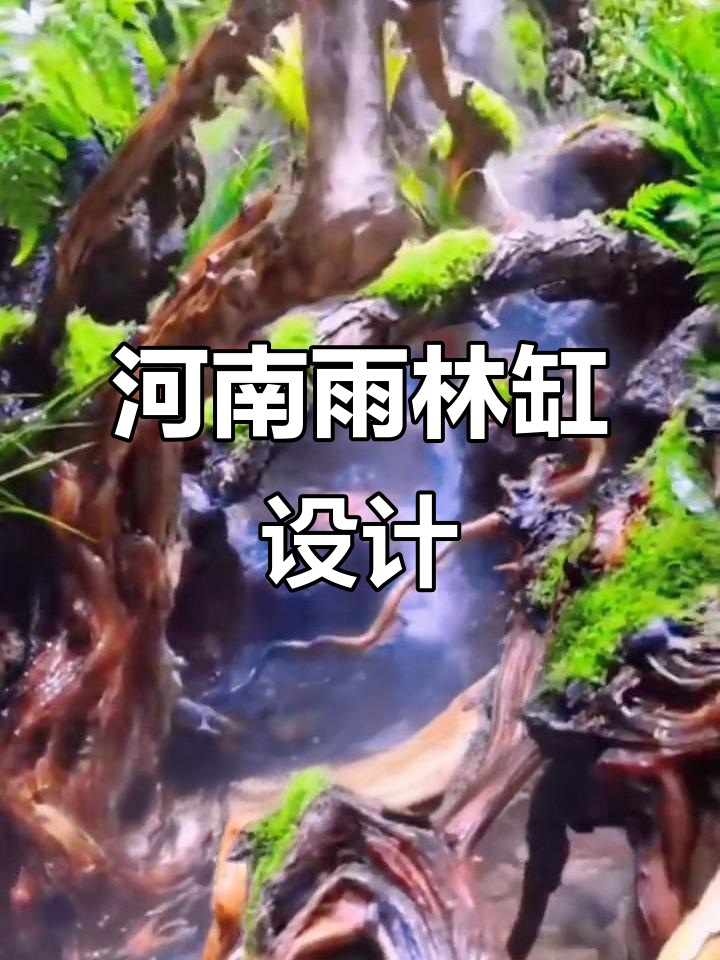 郑州雨林缸造景,假山鱼池打造室内生态景观