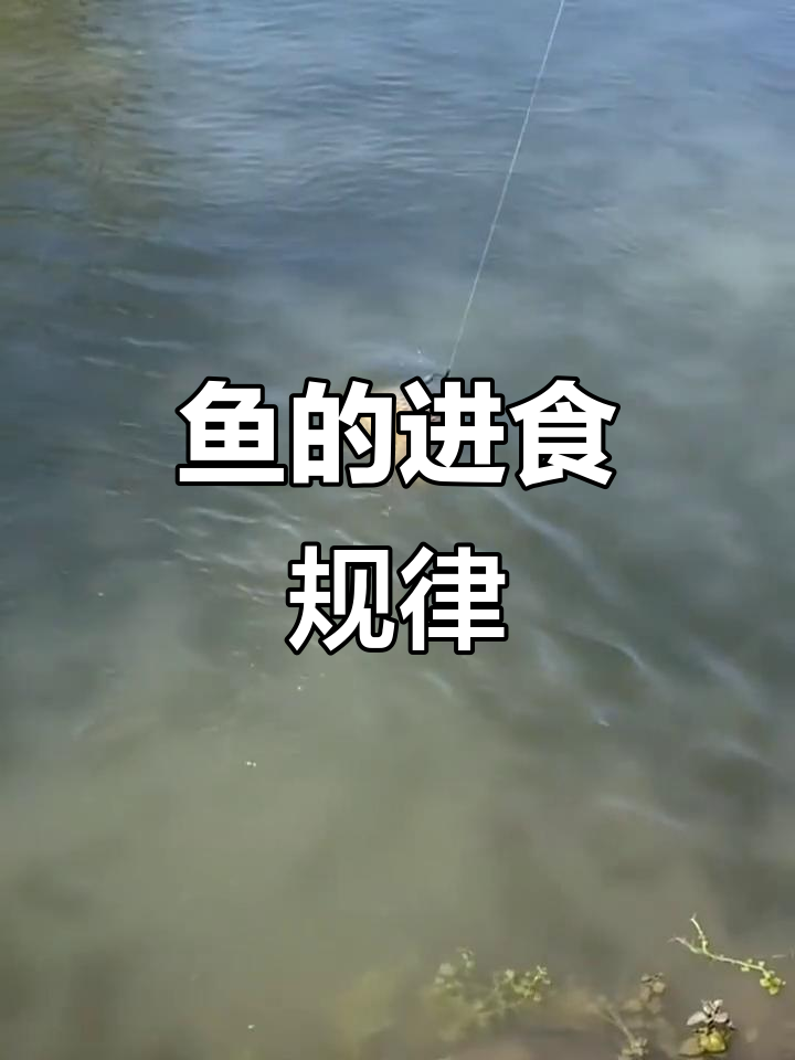 鱼儿的吃饭时间表,钓鱼人必看!