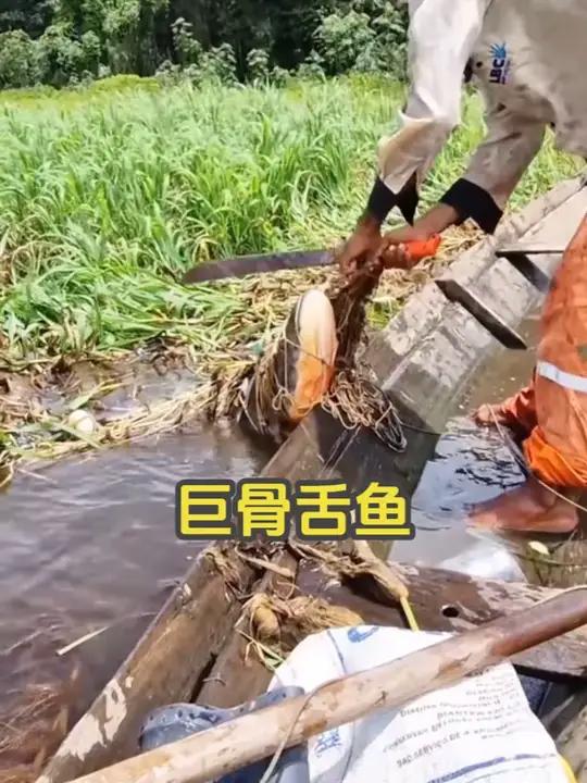 巨骨舌鱼和鳄雀鳝的鳞片谁的更硬呢?