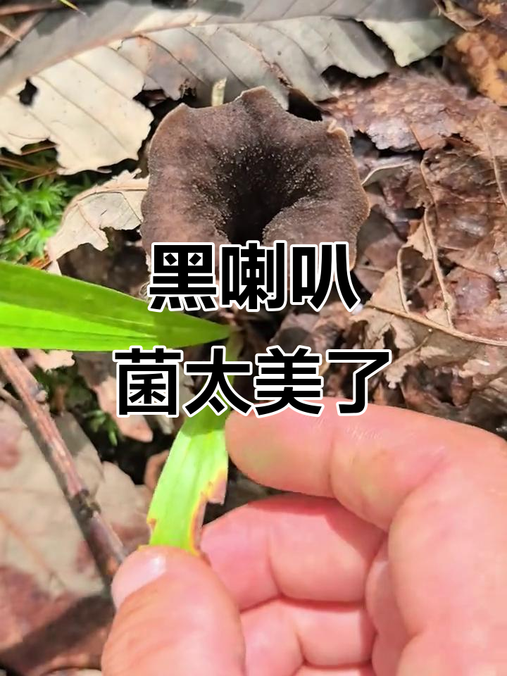 像喇叭一样的黑蘑菇,颜值超高!