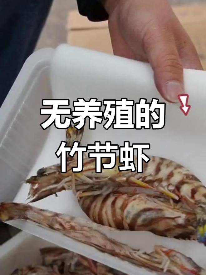 竹节虾野生捕捞,无添加船冻工艺,安全又美味
