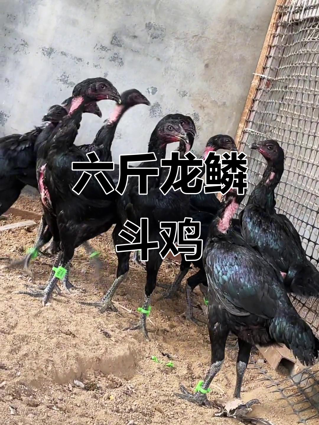 龙鳞四黑种母鸡,六斤骨架强健,即将下蛋!