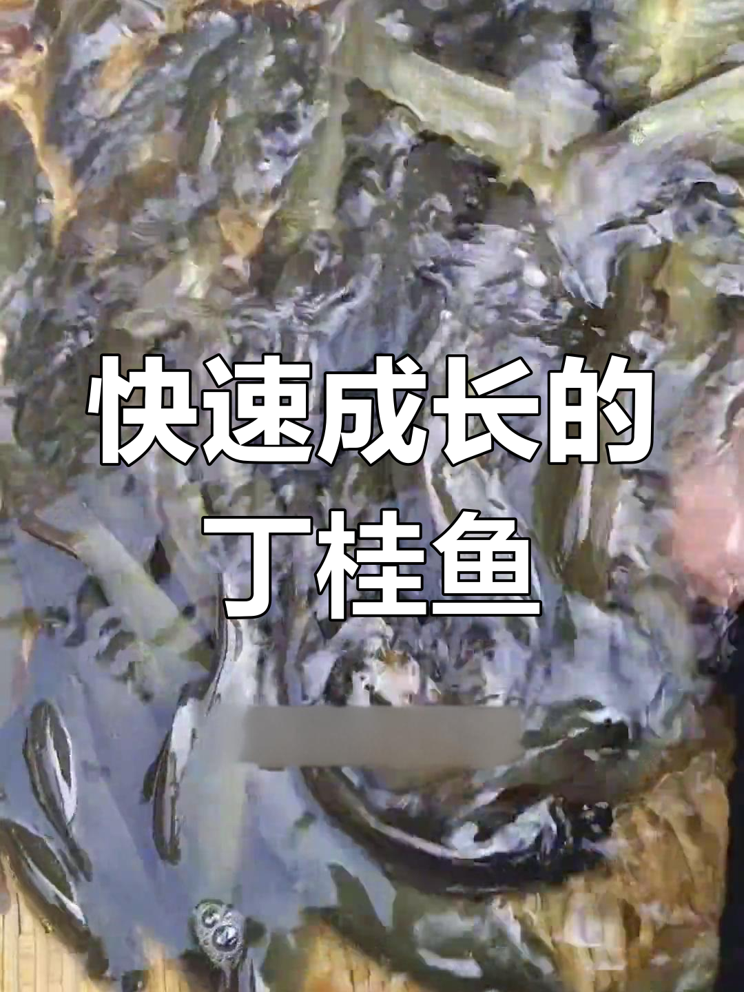 丁桂鱼生长迅速,肉质鲜美,养殖简单,适应各种环境