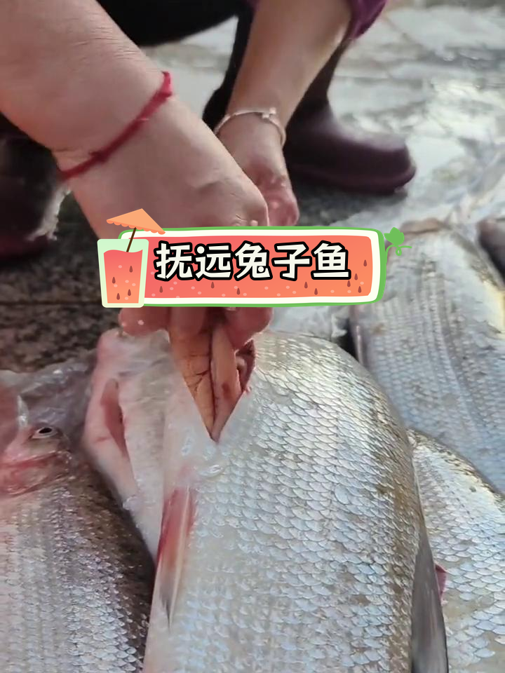 黑龙江抚远市野生鱼市场探秘