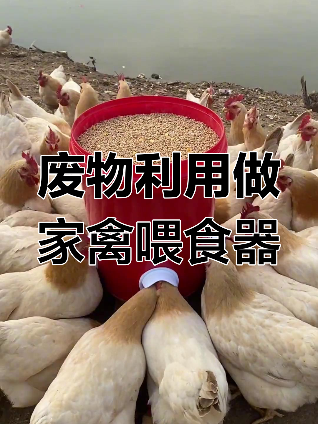 用废旧水桶DIY自动喂食器,鸡鸭吃得开心又省心