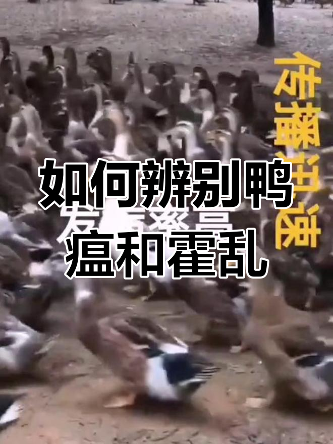 鸭瘟与霍乱的区别及应对方法