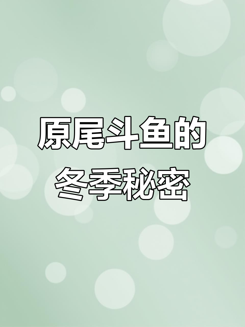呼伦贝尔河冬钓探秘:原尾斗鱼如何过寒冬