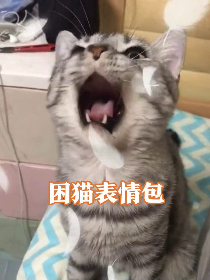 猫咪等投喂秒变表情包,摸头杀后乖到眯眼