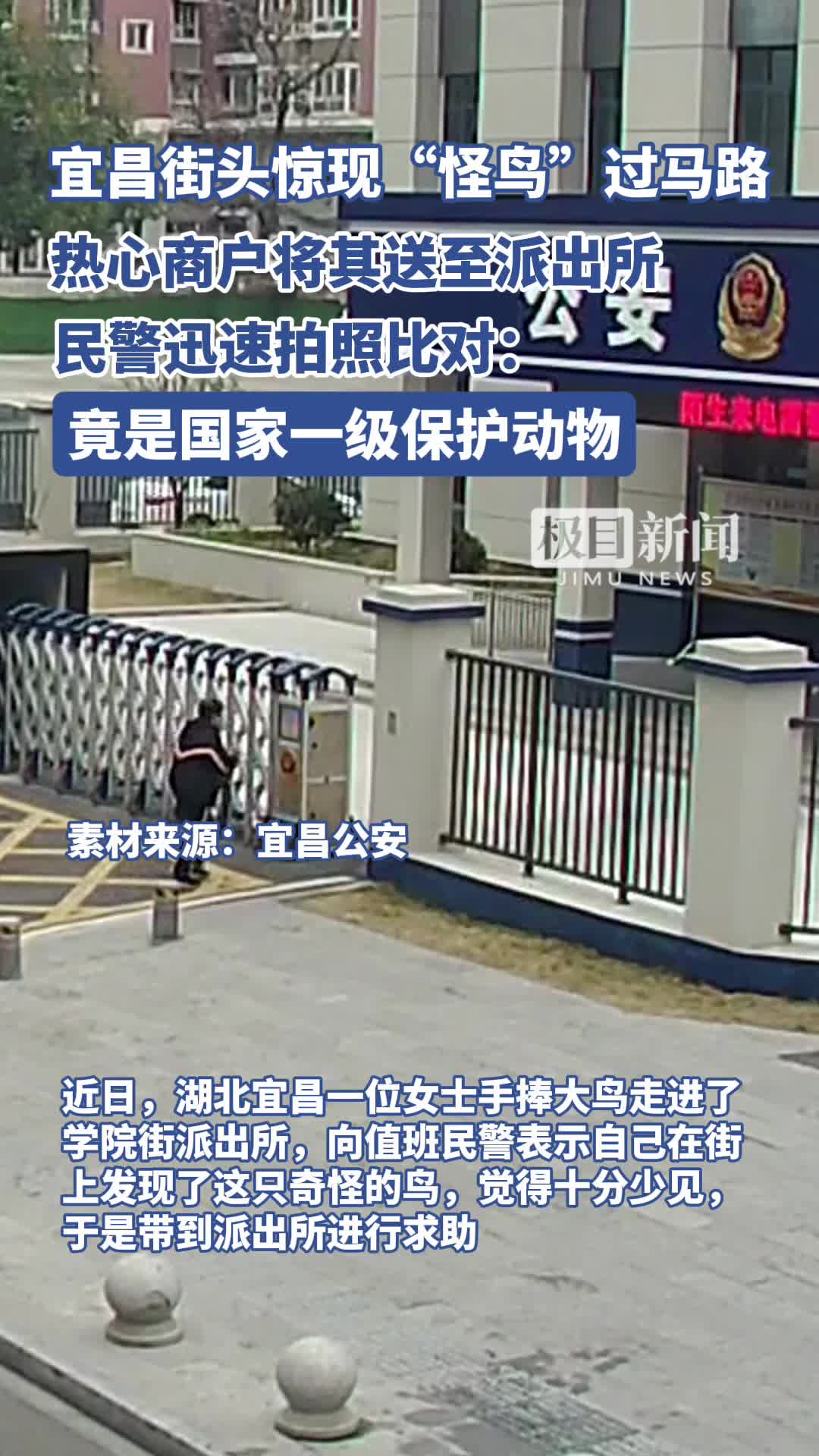 「视频」宜昌街头惊现“怪鸟”过马路,一查竟是国家一级保护动物