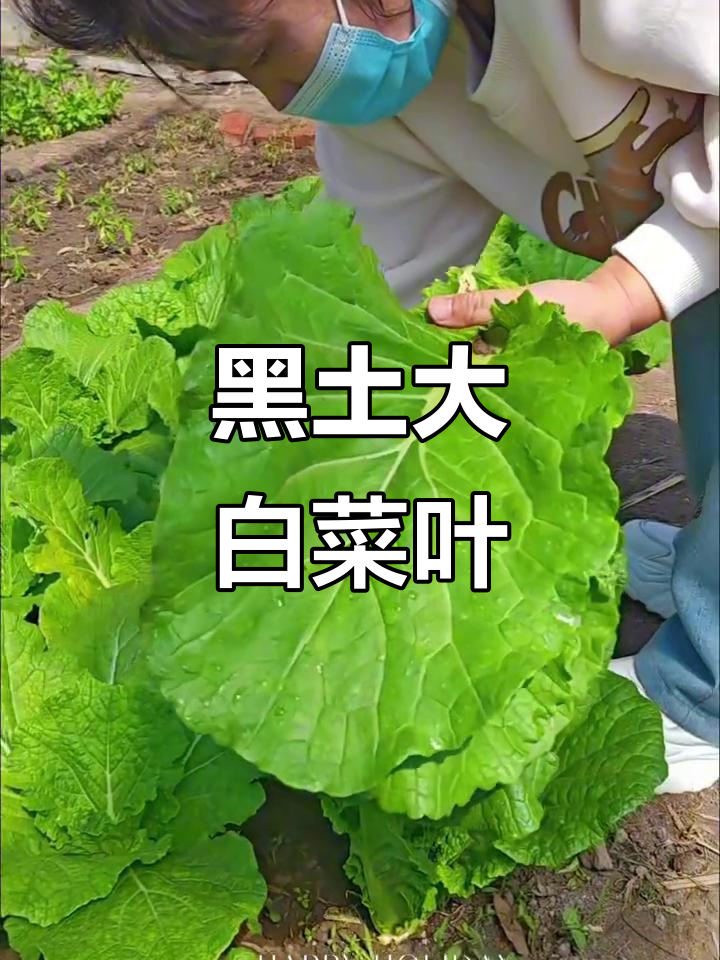 东北黑土地大白菜,绿油油的叶片让人食欲满满