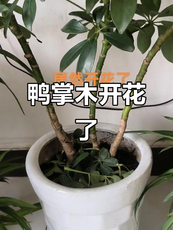 养了2年鸭掌木，竟然开花惊艳！