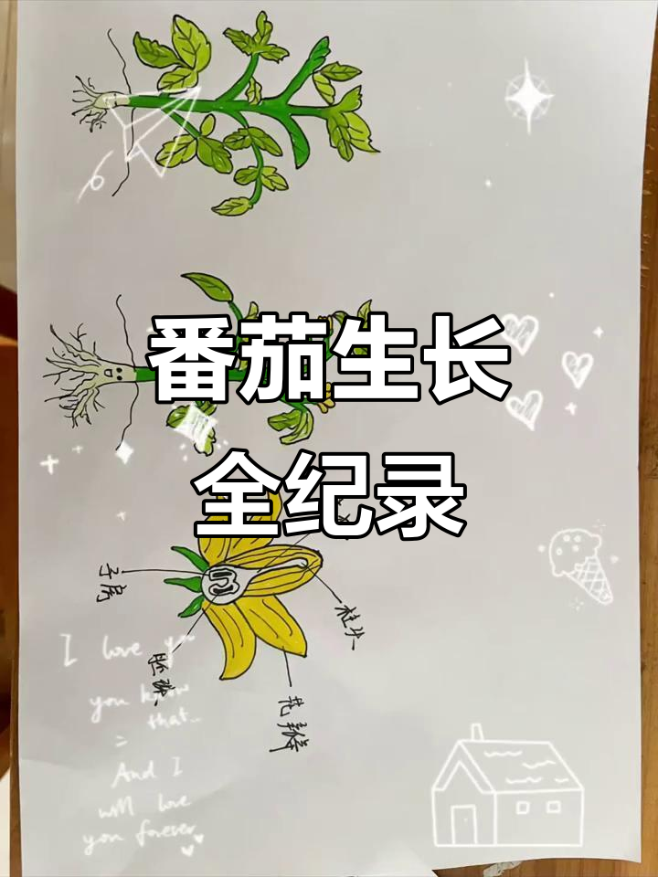 番茄成长记：从种子到果实，幼儿园蔬菜作业大挑战